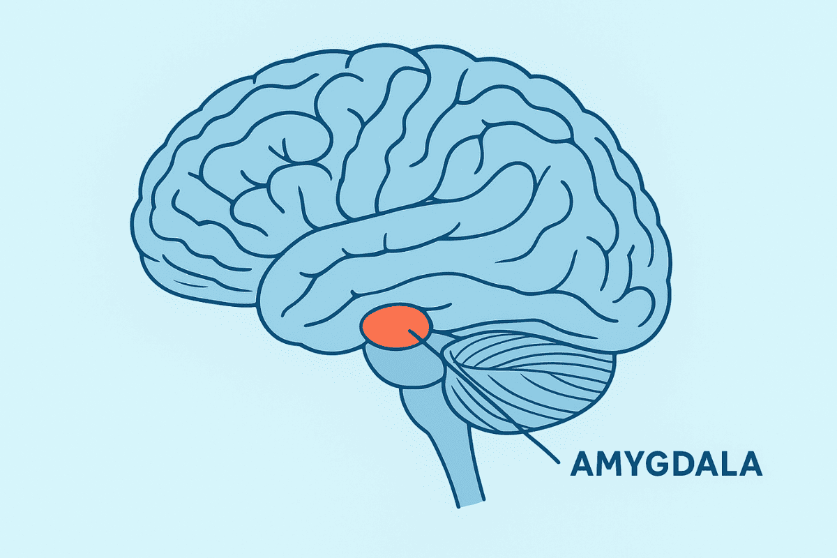 De amygdala: functie, emoties en manieren om haar te kalmeren