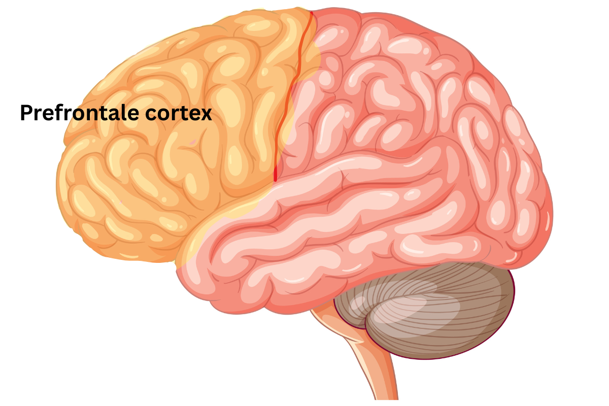 De prefrontale cortex: Het centrum voor denken en gedrag