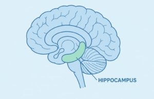Hippocampus
