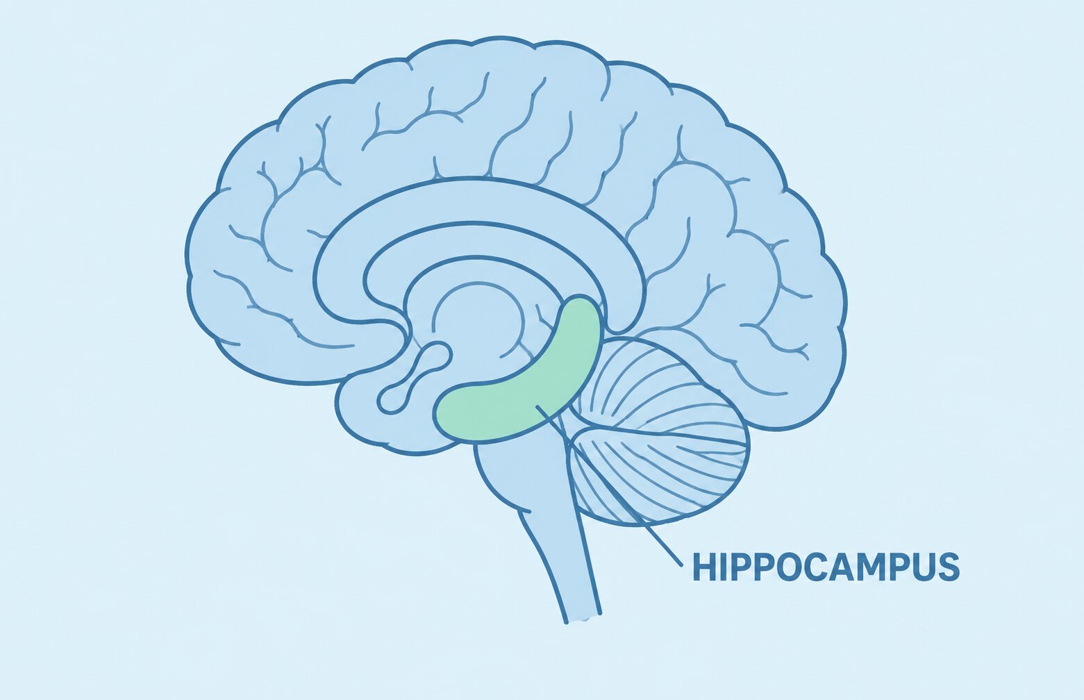 Hippocampus
