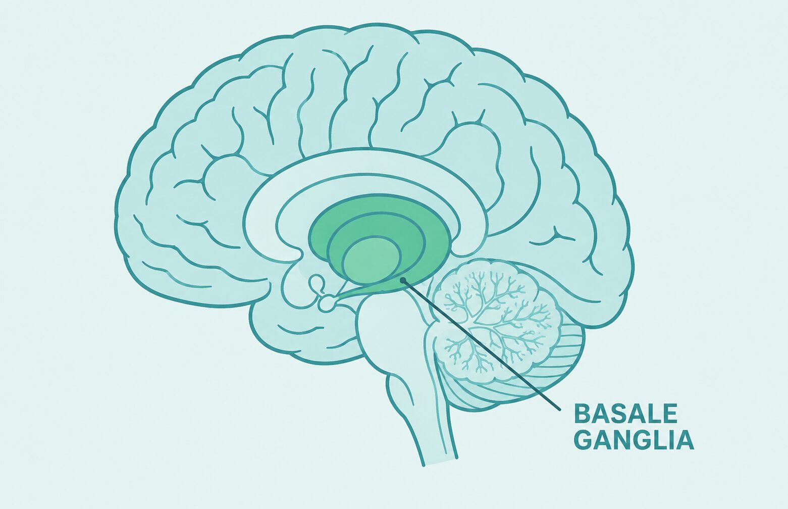 basale ganglia