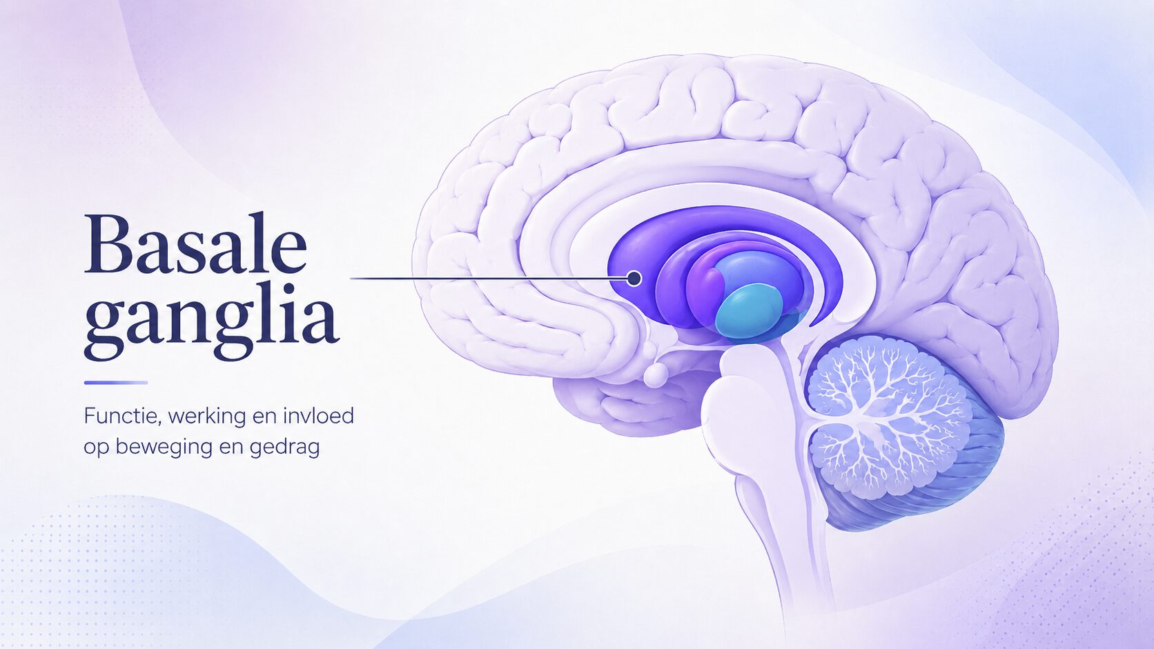 Basale ganglia: functie, werking en rol bij beweging en gedrag