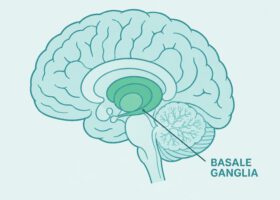 basale ganglia